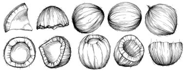 Vektör hindistan cevizi el çizimi çizimi. Vektör tropikal gıda çizimi. Eski tarz. Tasarım logosu, menü, etiket, simge, pul için en iyisi.