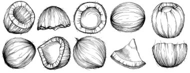 Vektör hindistan cevizi el çizimi çizimi. Vektör tropikal gıda çizimi. Eski tarz. Tasarım logosu, menü, etiket, simge, pul için en iyisi.
