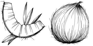 Vektör hindistan cevizi el çizimi çizimi. Vektör tropikal gıda çizimi. Eski tarz. Tasarım logosu, menü, etiket, simge, pul için en iyisi.