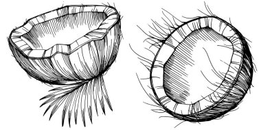 Vektör hindistan cevizi el çizimi çizimi. Vektör tropikal gıda çizimi. Eski tarz. Tasarım logosu, menü, etiket, simge, pul için en iyisi.