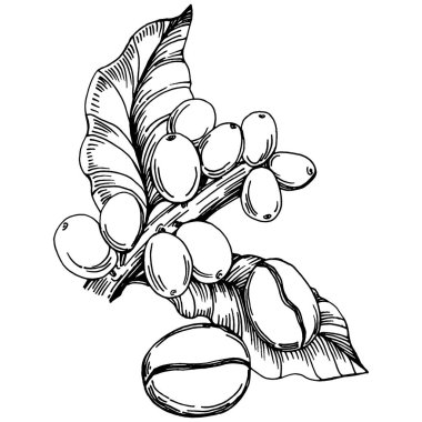 Grafik stili el yapımı kahve ağacı ve fasulye beyaz arka planda. İşlenmiş stil illüstrasyonlu izole bir nesne. Tasarım logosu, menü, etiket, simge, pul için en iyisi.