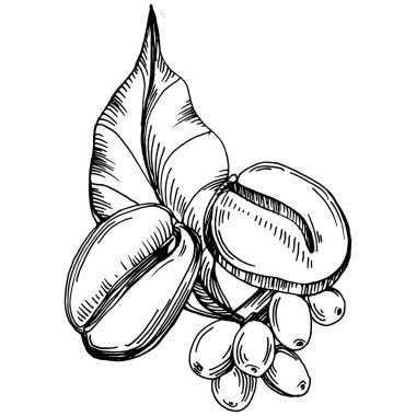 Grafik stili el yapımı kahve ağacı ve fasulye beyaz arka planda. İşlenmiş stil illüstrasyonlu izole bir nesne. Tasarım logosu, menü, etiket, simge, pul için en iyisi.