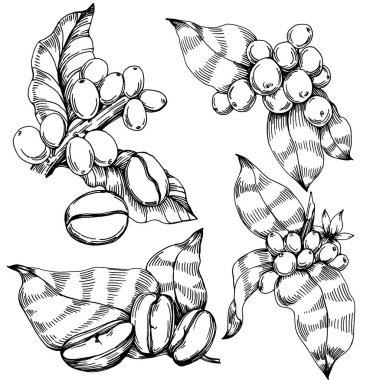 Grafik stili el yapımı kahve ağacı ve fasulye beyaz arka planda. İşlenmiş stil illüstrasyonlu izole bir nesne. Tasarım logosu, menü, etiket, simge, pul için en iyisi.