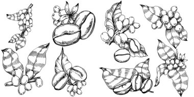 Grafik stili el yapımı kahve ağacı ve fasulye beyaz arka planda. İşlenmiş stil illüstrasyonlu izole bir nesne. Tasarım logosu, menü, etiket, simge, pul için en iyisi.