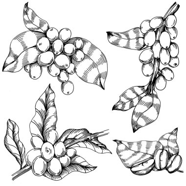 Grafik stili el yapımı kahve ağacı ve fasulye beyaz arka planda. İşlenmiş stil illüstrasyonlu izole bir nesne. Tasarım logosu, menü, etiket, simge, pul için en iyisi.