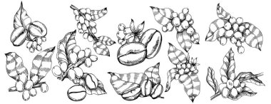 Grafik stili el yapımı kahve ağacı ve fasulye beyaz arka planda. İşlenmiş stil illüstrasyonlu izole bir nesne. Tasarım logosu, menü, etiket, simge, pul için en iyisi.