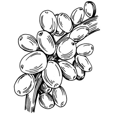 Grafik stili el yapımı kahve ağacı ve fasulye beyaz arka planda. İşlenmiş stil illüstrasyonlu izole bir nesne. Tasarım logosu, menü, etiket, simge, pul için en iyisi.