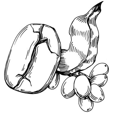 Grafik stili el yapımı kahve ağacı ve fasulye beyaz arka planda. İşlenmiş stil illüstrasyonlu izole bir nesne. Tasarım logosu, menü, etiket, simge, pul için en iyisi.