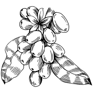 Grafik stili el yapımı kahve ağacı ve fasulye beyaz arka planda. İşlenmiş stil illüstrasyonlu izole bir nesne. Tasarım logosu, menü, etiket, simge, pul için en iyisi.