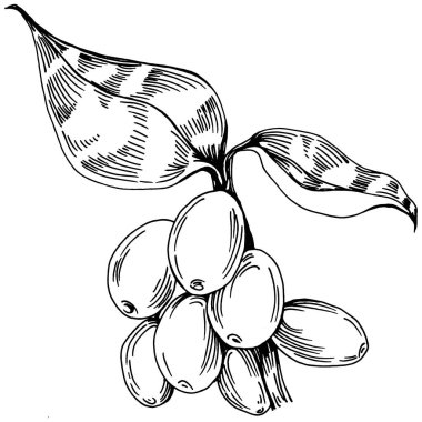 Grafik stili el yapımı kahve ağacı ve fasulye beyaz arka planda. İşlenmiş stil illüstrasyonlu izole bir nesne. Tasarım logosu, menü, etiket, simge, pul için en iyisi.