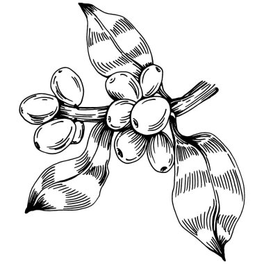 Grafik stili el yapımı kahve ağacı ve fasulye beyaz arka planda. İşlenmiş stil illüstrasyonlu izole bir nesne. Tasarım logosu, menü, etiket, simge, pul için en iyisi.