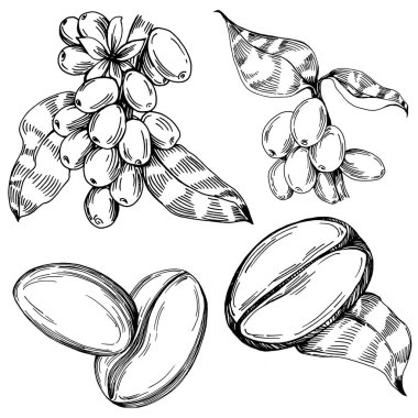 Grafik stili el yapımı kahve ağacı ve fasulye beyaz arka planda. İşlenmiş stil illüstrasyonlu izole bir nesne. Tasarım logosu, menü, etiket, simge, pul için en iyisi.