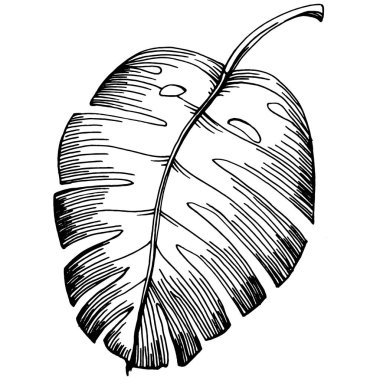 Monstera Vector Egzotik Hawaii yazı. Liana sahili orman botanik yaprakları. Siyah beyaz işlemeli mürekkep sanatı. Yaprak bitkisi, botanik bahçesi çiçek yaprakları. İzole edilmiş yaprak illüstrasyon ögesi.
