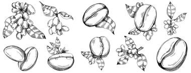 Grafik stili el yapımı kahve ağacı ve fasulye beyaz arka planda. İşlenmiş stil illüstrasyonlu izole bir nesne. Tasarım logosu, menü, etiket, simge, pul için en iyisi.