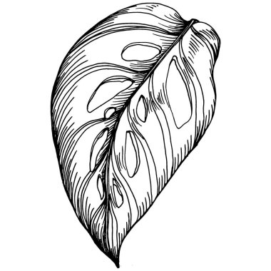 Monstera Vector Egzotik Hawaii yazı. Liana sahili orman botanik yaprakları. Siyah beyaz işlemeli mürekkep sanatı. Yaprak bitkisi, botanik bahçesi çiçek yaprakları. İzole edilmiş yaprak illüstrasyon ögesi.