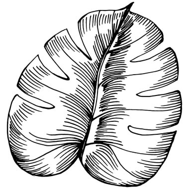 Monstera Vector Egzotik Hawaii yazı. Liana sahili orman botanik yaprakları. Siyah beyaz işlemeli mürekkep sanatı. Yaprak bitkisi, botanik bahçesi çiçek yaprakları. İzole edilmiş yaprak illüstrasyon ögesi.