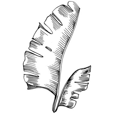 Monstera Vector Egzotik Hawaii yazı. Liana sahili orman botanik yaprakları. Siyah beyaz işlemeli mürekkep sanatı. Yaprak bitkisi, botanik bahçesi çiçek yaprakları. İzole edilmiş yaprak illüstrasyon ögesi.