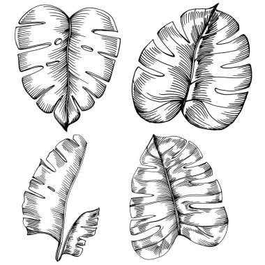 Monstera Vector Egzotik Hawaii yazı. Liana sahili orman botanik yaprakları. Siyah beyaz işlemeli mürekkep sanatı. Yaprak bitkisi, botanik bahçesi çiçek yaprakları. İzole edilmiş yaprak illüstrasyon ögesi.