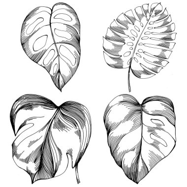 Monstera Vector Egzotik Hawaii yazı. Liana sahili orman botanik yaprakları. Siyah beyaz işlemeli mürekkep sanatı. Yaprak bitkisi, botanik bahçesi çiçek yaprakları. İzole edilmiş yaprak illüstrasyon ögesi.