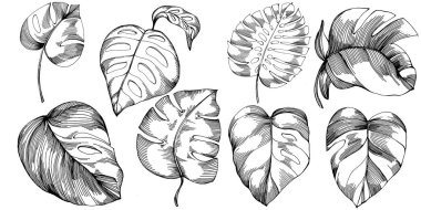 Monstera Vector Egzotik Hawaii yazı. Liana sahili orman botanik yaprakları. Siyah beyaz işlemeli mürekkep sanatı. Yaprak bitkisi, botanik bahçesi çiçek yaprakları. İzole edilmiş yaprak illüstrasyon ögesi.