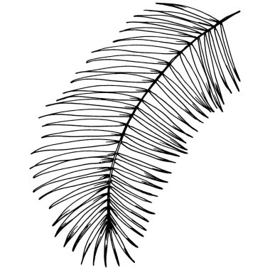 Vektör egzotik tropik hawaiian yaz. Palm beach ağaç orman botanik bırakır. Siyah ve beyaz mürekkep sanat kazınmış. Yaprak bitki botanik bahçe çiçek yaprakları. İzole yaprak illüstrasyon öğesi.