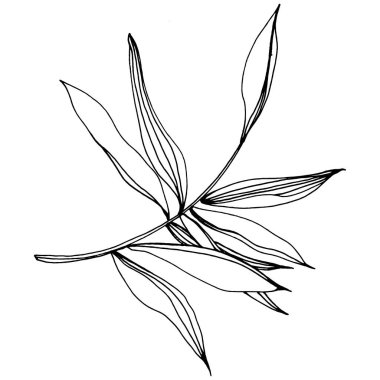 Vektör egzotik tropik hawaiian yaz. Palm beach ağaç orman botanik bırakır. Siyah ve beyaz mürekkep sanat kazınmış. Yaprak bitki botanik bahçe çiçek yaprakları. İzole yaprak illüstrasyon öğesi.