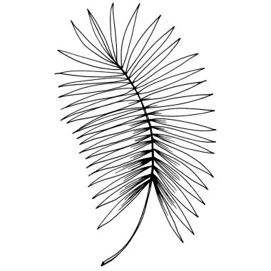 Vektör egzotik tropik hawaiian yaz. Palm beach ağaç orman botanik bırakır. Siyah ve beyaz mürekkep sanat kazınmış. Yaprak bitki botanik bahçe çiçek yaprakları. İzole yaprak illüstrasyon öğesi.