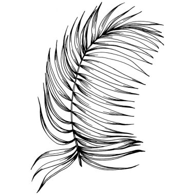 Vektör egzotik tropik hawaiian yaz. Palm beach ağaç orman botanik bırakır. Siyah ve beyaz mürekkep sanat kazınmış. Yaprak bitki botanik bahçe çiçek yaprakları. İzole yaprak illüstrasyon öğesi.