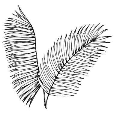 Vektör egzotik tropik hawaiian yaz. Palm beach ağaç orman botanik bırakır. Siyah ve beyaz mürekkep sanat kazınmış. Yaprak bitki botanik bahçe çiçek yaprakları. İzole yaprak illüstrasyon öğesi.