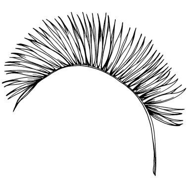 Vektör egzotik tropik hawaiian yaz. Palm beach ağaç orman botanik bırakır. Siyah ve beyaz mürekkep sanat kazınmış. Yaprak bitki botanik bahçe çiçek yaprakları. İzole yaprak illüstrasyon öğesi.