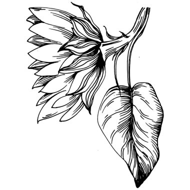 Ayçiçeği. Çiçekli botanik çiçeği. İzole illüstrasyon elementi. Arkaplan, doku, ambalaj deseni, çerçeve veya kenar çizimi için vektör el.