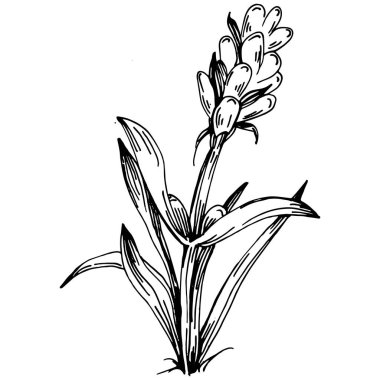 Lavanta yalıtılmış çizim çizimi. Düğün otu, bitki ya da davetiye için zarif yapraklı monogram için el yapımı unsur tarih kartı tasarımını kaydet. Botanik kırsal trend yeşilliği.