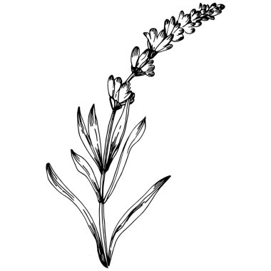 Lavanta yalıtılmış çizim çizimi. Düğün otu, bitki ya da davetiye için zarif yapraklı monogram için el yapımı unsur tarih kartı tasarımını kaydet. Botanik kırsal trend yeşilliği.