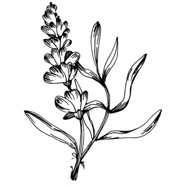 Lavanta yalıtılmış çizim çizimi. Düğün otu, bitki ya da davetiye için zarif yapraklı monogram için el yapımı unsur tarih kartı tasarımını kaydet. Botanik kırsal trend yeşilliği.