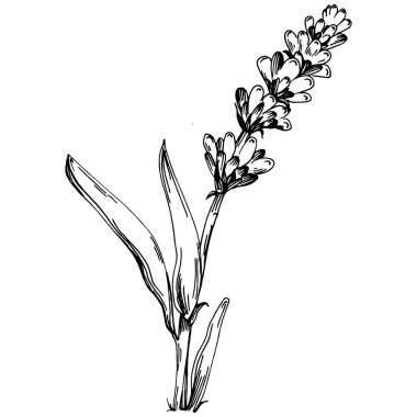 Lavanta yalıtılmış çizim çizimi. Düğün otu, bitki ya da davetiye için zarif yapraklı monogram için el yapımı unsur tarih kartı tasarımını kaydet. Botanik kırsal trend yeşilliği.