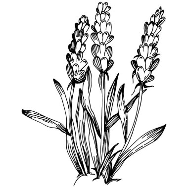 Lavanta yalıtılmış çizim çizimi. Düğün otu, bitki ya da davetiye için zarif yapraklı monogram için el yapımı unsur tarih kartı tasarımını kaydet. Botanik kırsal trend yeşilliği.