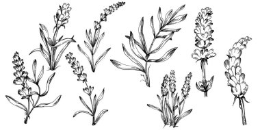 Lavanta yalıtılmış çizim çizimi. Düğün otu, bitki ya da davetiye için zarif yapraklı monogram için el yapımı unsur tarih kartı tasarımını kaydet. Botanik kırsal trend yeşilliği.