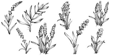 Lavanta yalıtılmış çizim çizimi. Düğün otu, bitki ya da davetiye için zarif yapraklı monogram için el yapımı unsur tarih kartı tasarımını kaydet. Botanik kırsal trend yeşilliği.