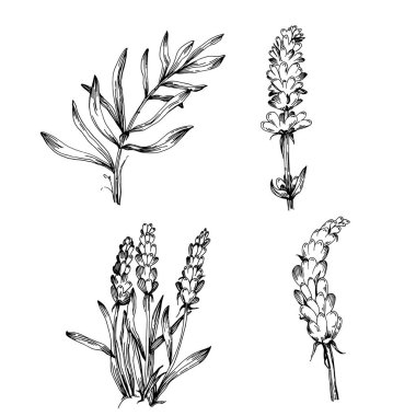 Lavanta yalıtılmış çizim çizimi. Düğün otu, bitki ya da davetiye için zarif yapraklı monogram için el yapımı unsur tarih kartı tasarımını kaydet. Botanik kırsal trend yeşilliği.