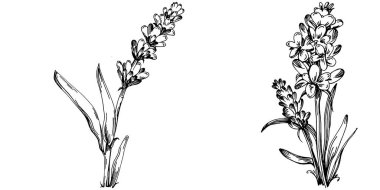 Lavanta yalıtılmış çizim çizimi. Düğün otu, bitki ya da davetiye için zarif yapraklı monogram için el yapımı unsur tarih kartı tasarımını kaydet. Botanik kırsal trend yeşilliği.