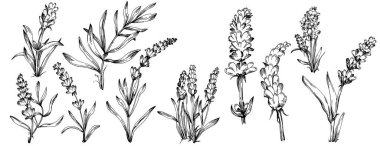 Lavanta yalıtılmış çizim çizimi. Düğün otu, bitki ya da davetiye için zarif yapraklı monogram için el yapımı unsur tarih kartı tasarımını kaydet. Botanik kırsal trend yeşilliği.