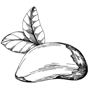 Brezilya cevizi ya da Brezilya fındığı elle çizilmiş Vector Illustration arka planda izole edilmiş. Restoran menüsü, market etiketi, logo, amblem, mutfak tasarımı için Retro style tarım ürünü. Paketleme için dekorasyon