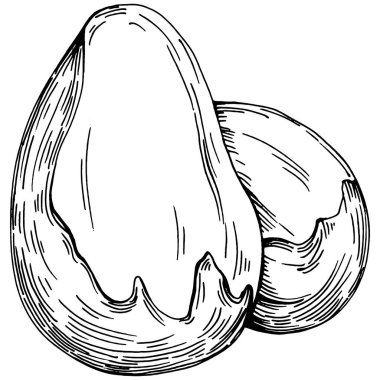 Brezilya cevizi ya da Brezilya fındığı elle çizilmiş Vector Illustration arka planda izole edilmiş. Restoran menüsü, market etiketi, logo, amblem, mutfak tasarımı için Retro style tarım ürünü. Paketleme için dekorasyon