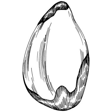 Brezilya cevizi ya da Brezilya fındığı elle çizilmiş Vector Illustration arka planda izole edilmiş. Restoran menüsü, market etiketi, logo, amblem, mutfak tasarımı için Retro style tarım ürünü. Paketleme için dekorasyon