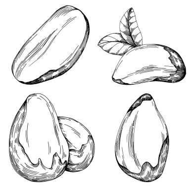 Brezilya cevizi ya da Brezilya fındığı elle çizilmiş Vector Illustration arka planda izole edilmiş. Restoran menüsü, market etiketi, logo, amblem, mutfak tasarımı için Retro style tarım ürünü. Paketleme için dekorasyon