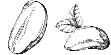 Brezilya cevizi ya da Brezilya fındığı elle çizilmiş Vector Illustration arka planda izole edilmiş. Restoran menüsü, market etiketi, logo, amblem, mutfak tasarımı için Retro style tarım ürünü. Paketleme için dekorasyon