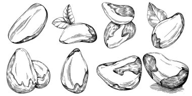 Brezilya cevizi ya da Brezilya fındığı elle çizilmiş Vector Illustration arka planda izole edilmiş. Restoran menüsü, market etiketi, logo, amblem, mutfak tasarımı için Retro style tarım ürünü. Paketleme için dekorasyon