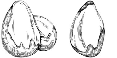 Brezilya cevizi ya da Brezilya fındığı elle çizilmiş Vector Illustration arka planda izole edilmiş. Restoran menüsü, market etiketi, logo, amblem, mutfak tasarımı için Retro style tarım ürünü. Paketleme için dekorasyon