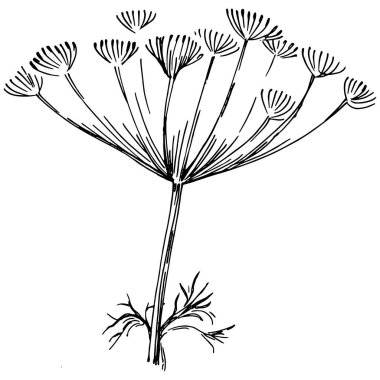 Siyah dereotu beyazda izole edilmiş