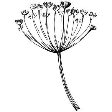 Siyah dereotu beyazda izole edilmiş